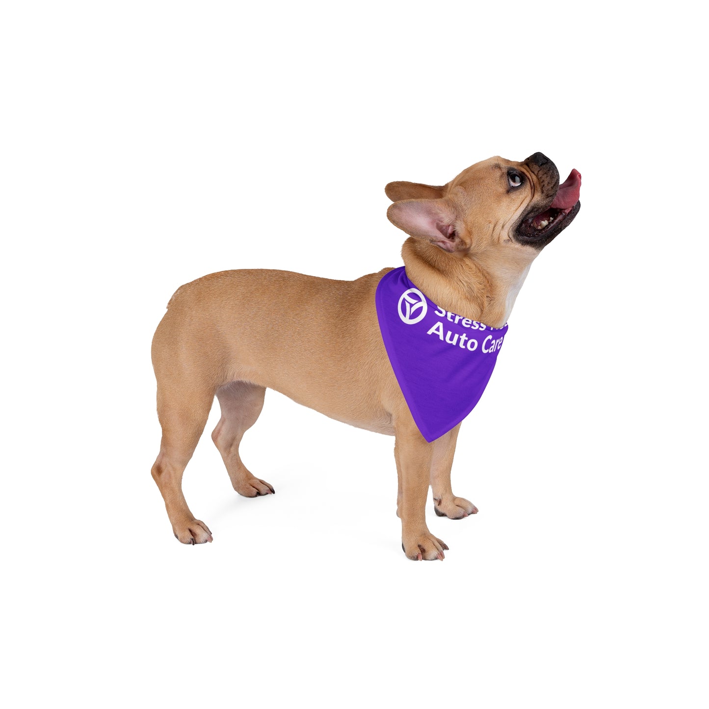 Pet Bandana